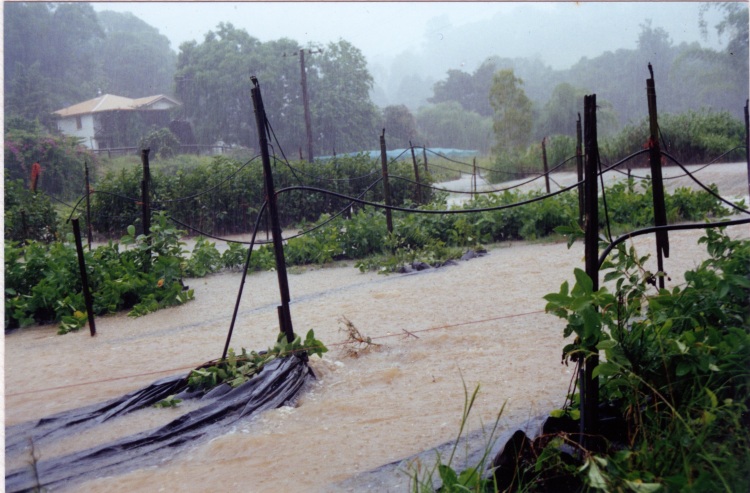 Flood at farm at Amamoor - donated by Cacilia Michalowitz